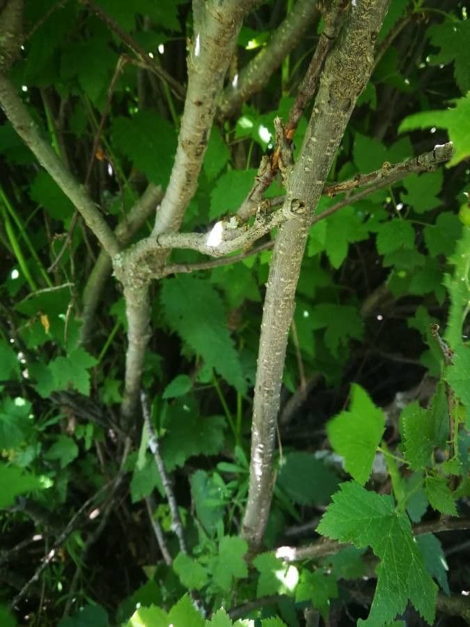 Ribes petraeum 22