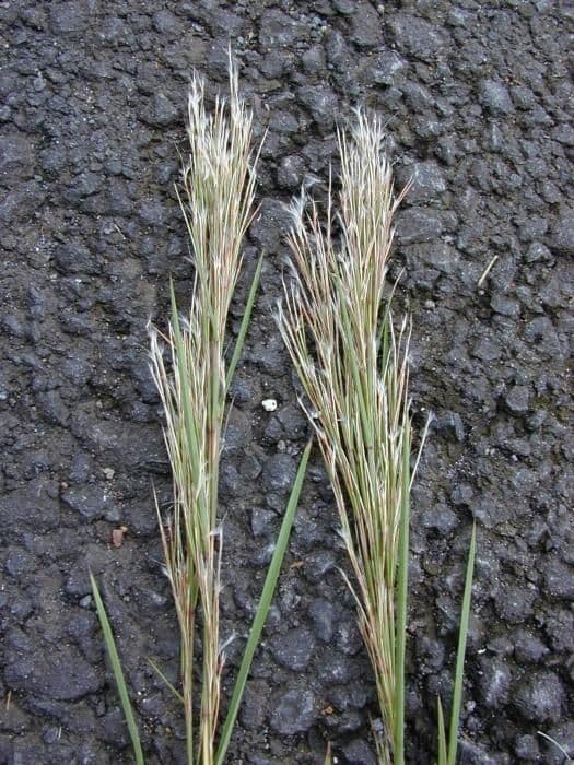 Schizachyrium condensatum