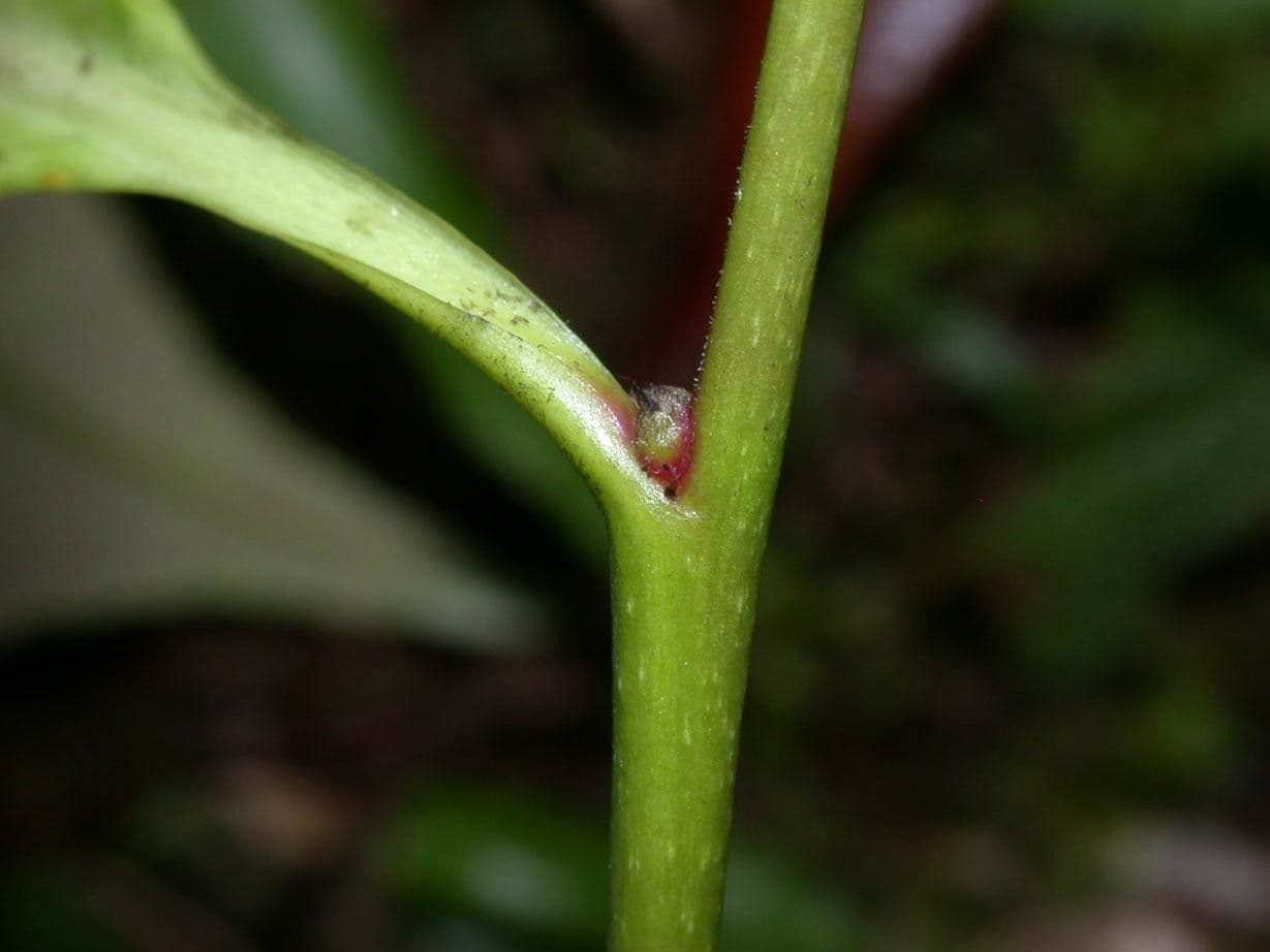 Sacoglottis 22