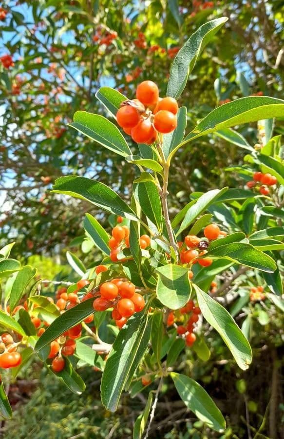 Citharexylum 2
