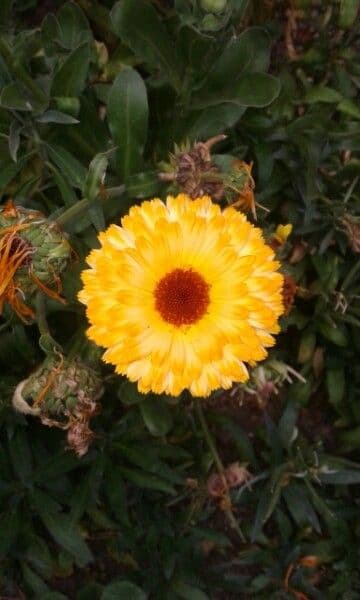 Calendula 10
