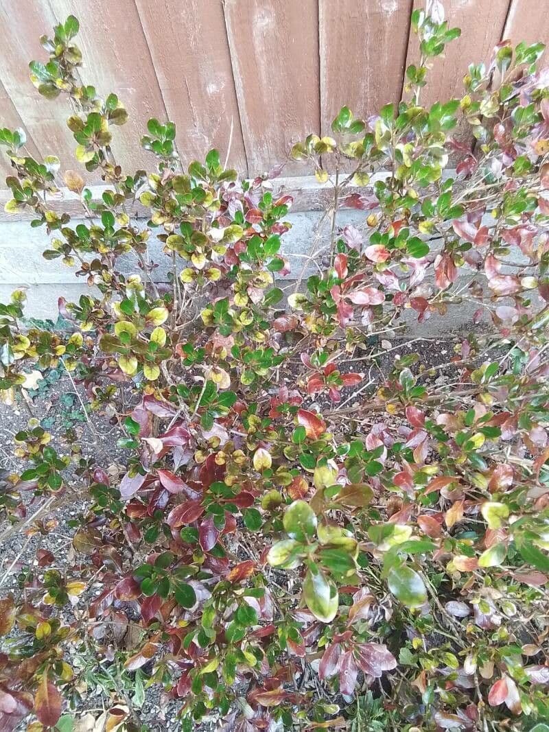 Coprosma plazivá 15