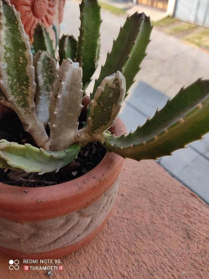 Stapelia gigantea