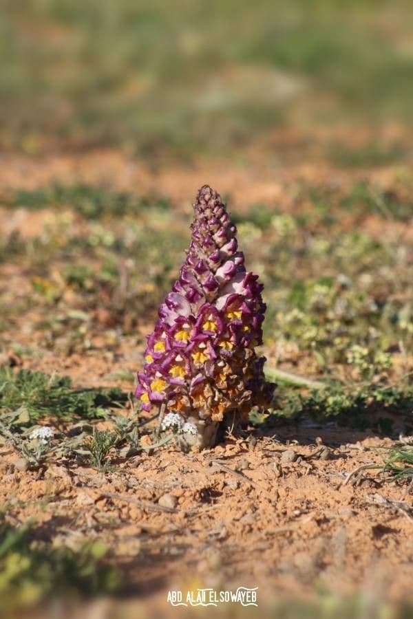 Cistanche 12