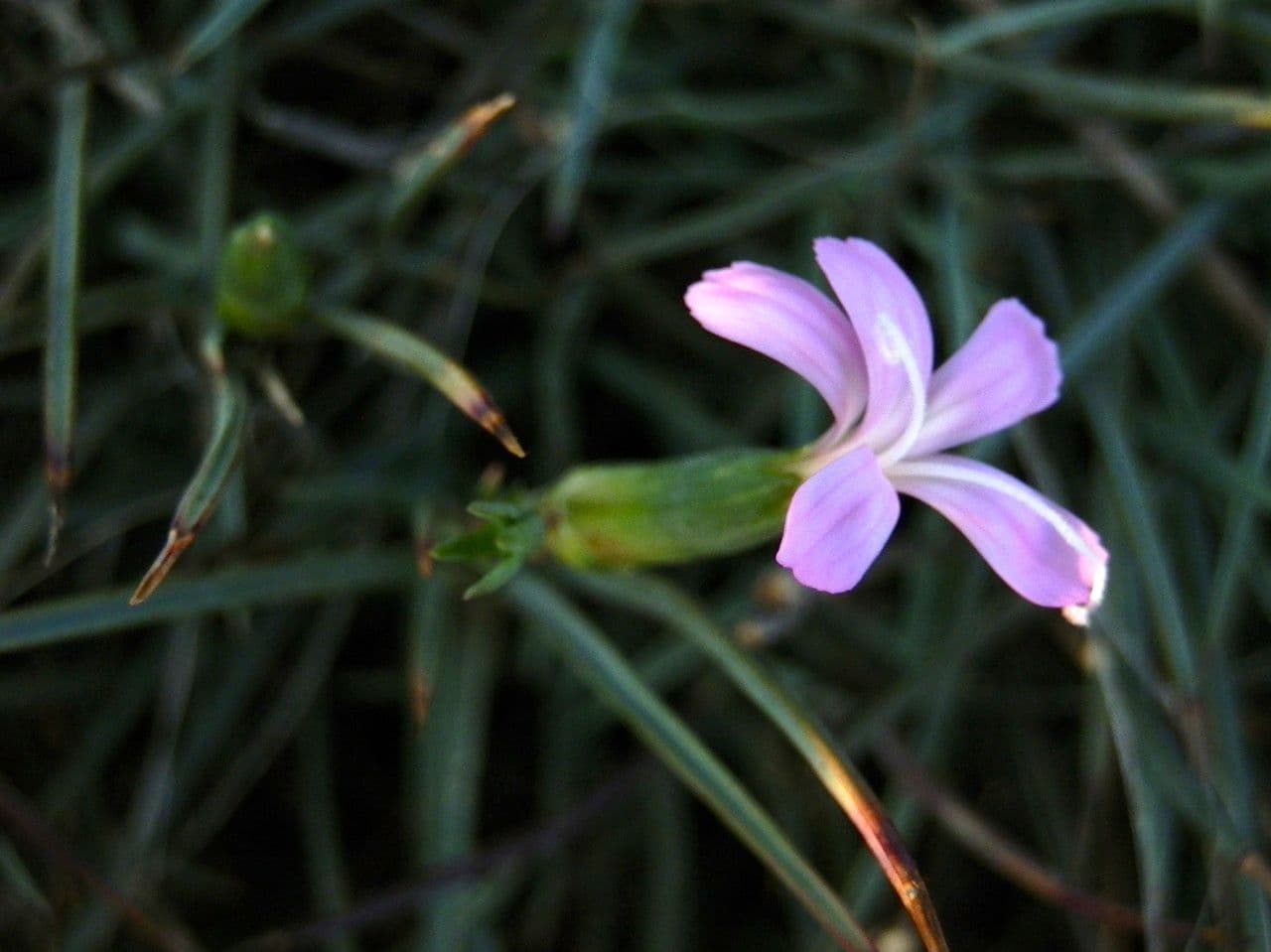 Garofano