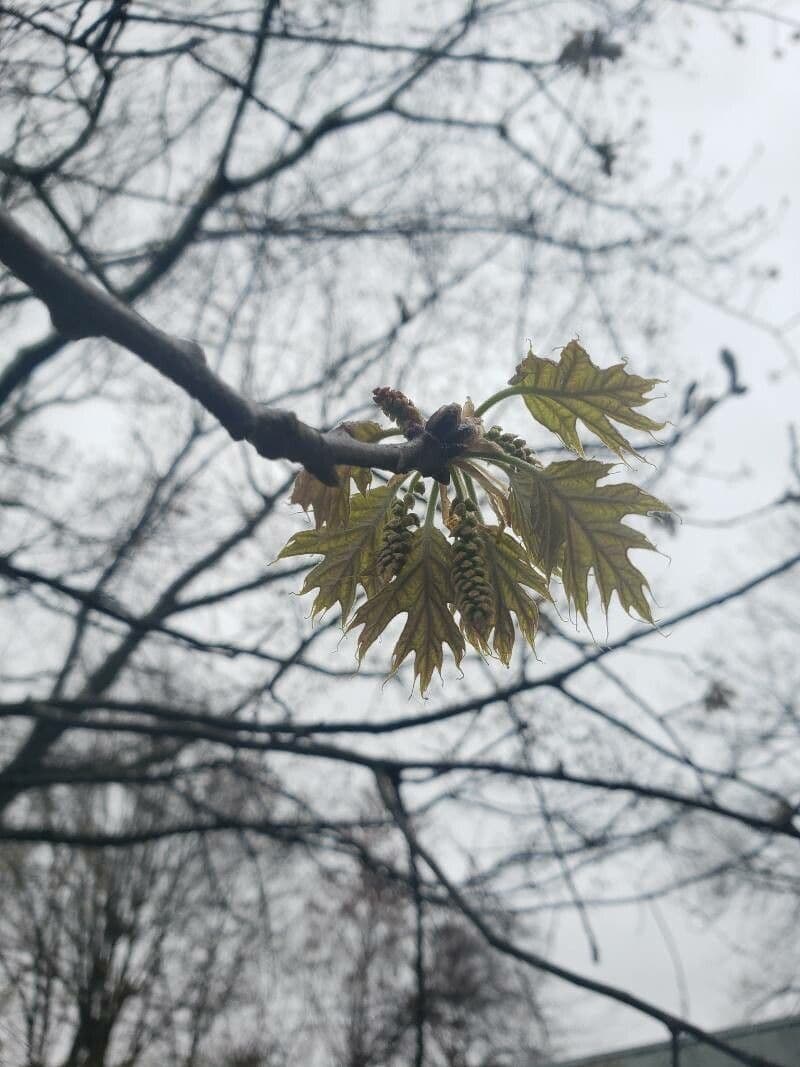 Rot-Eiche 6