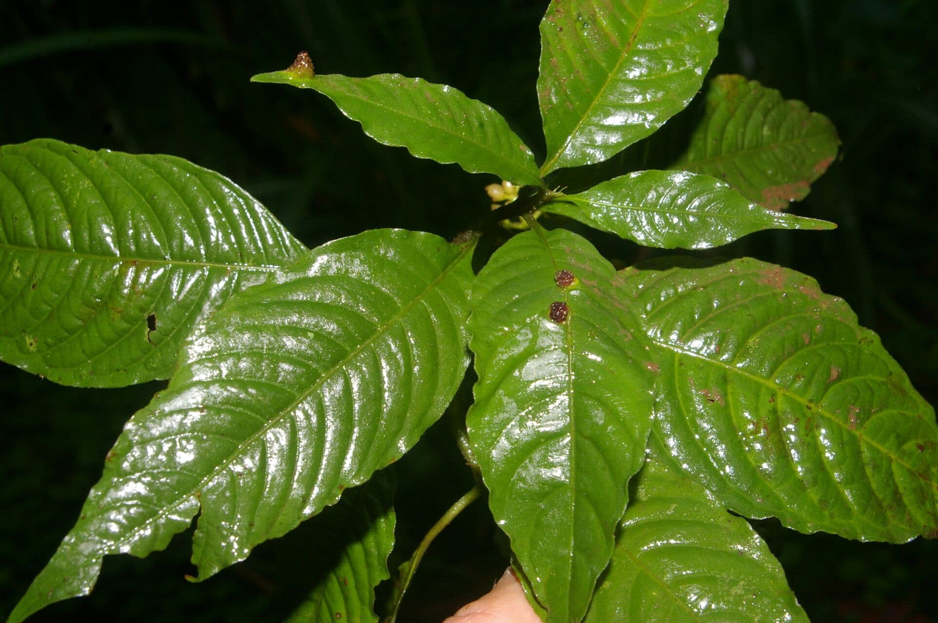 Palicourea 2
