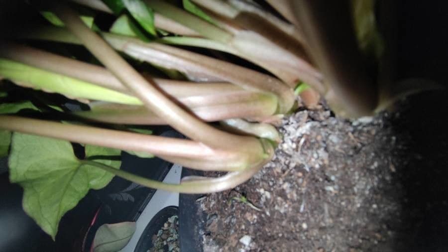 Syngonium 22
