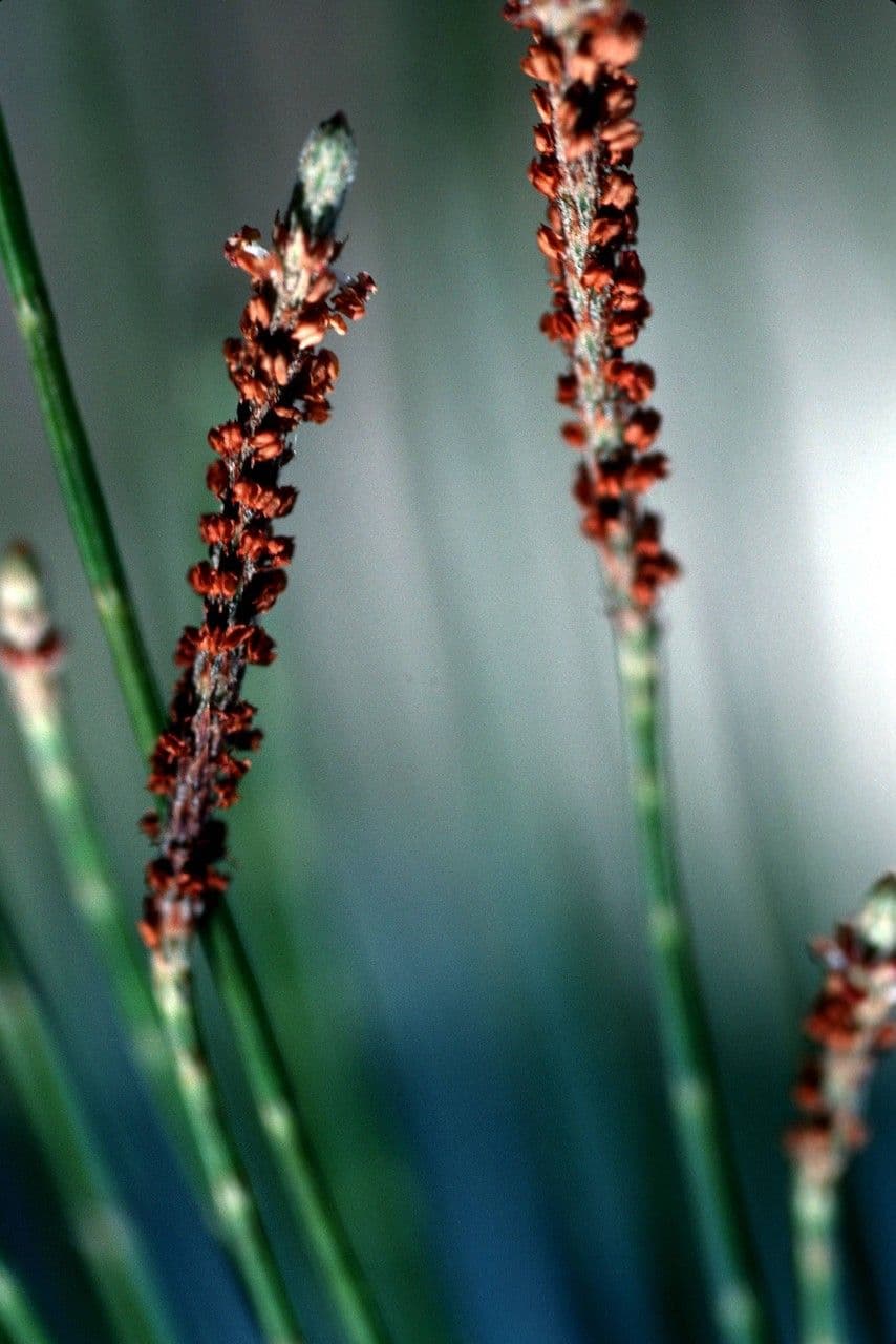 Casuarina equisetifolia 10