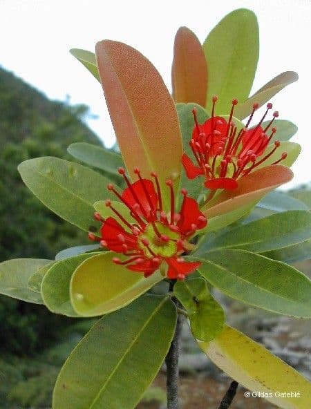 Xanthostemon 4