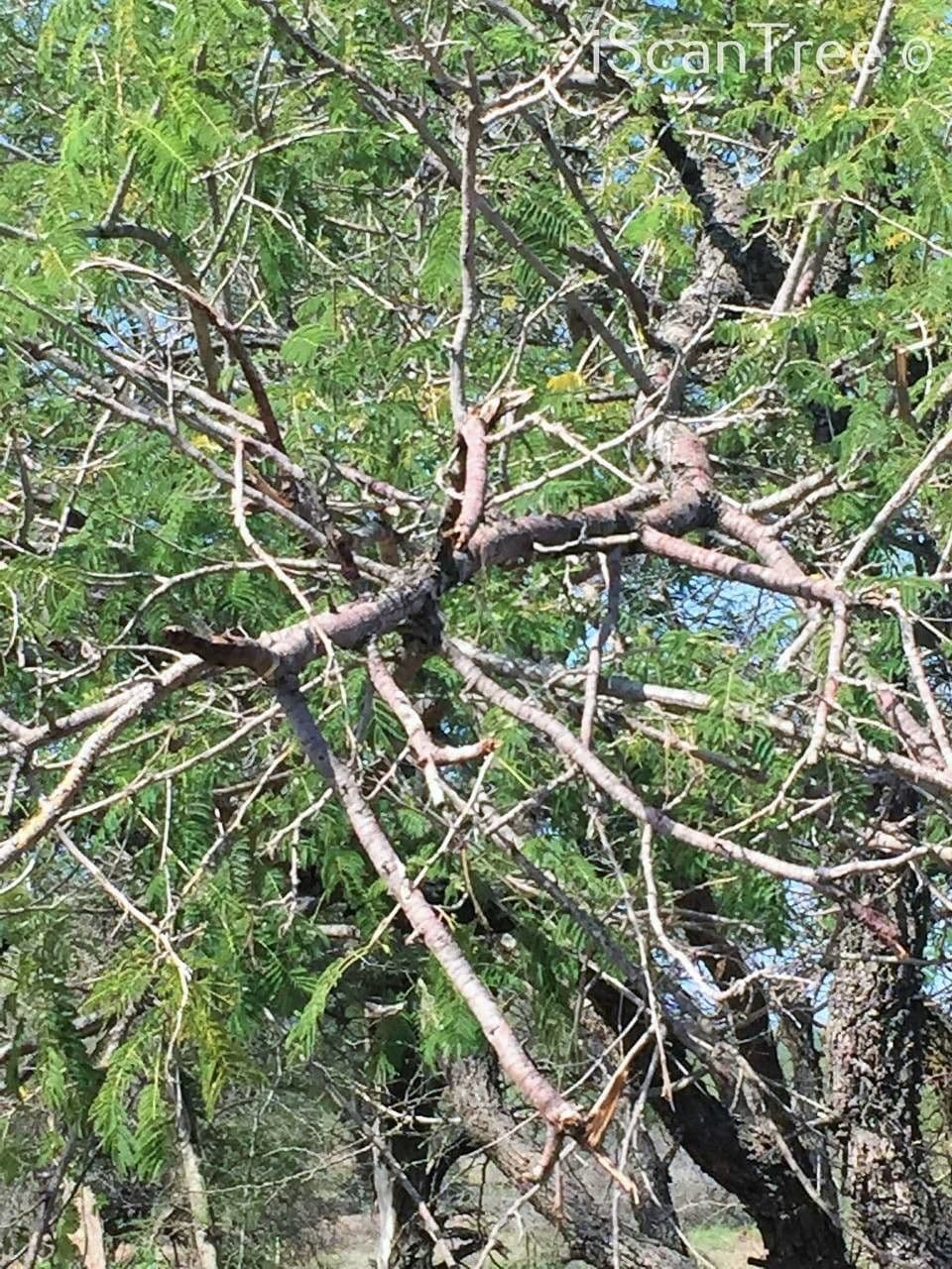 Albizia 4
