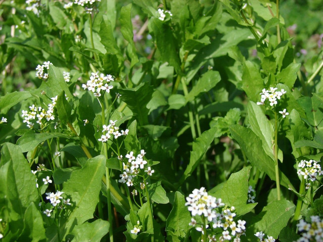 Calepina irregular 13