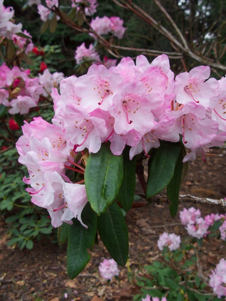 Rododendro