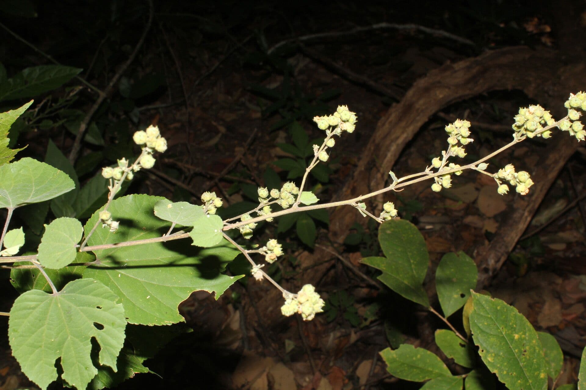 Alosidastrum 3