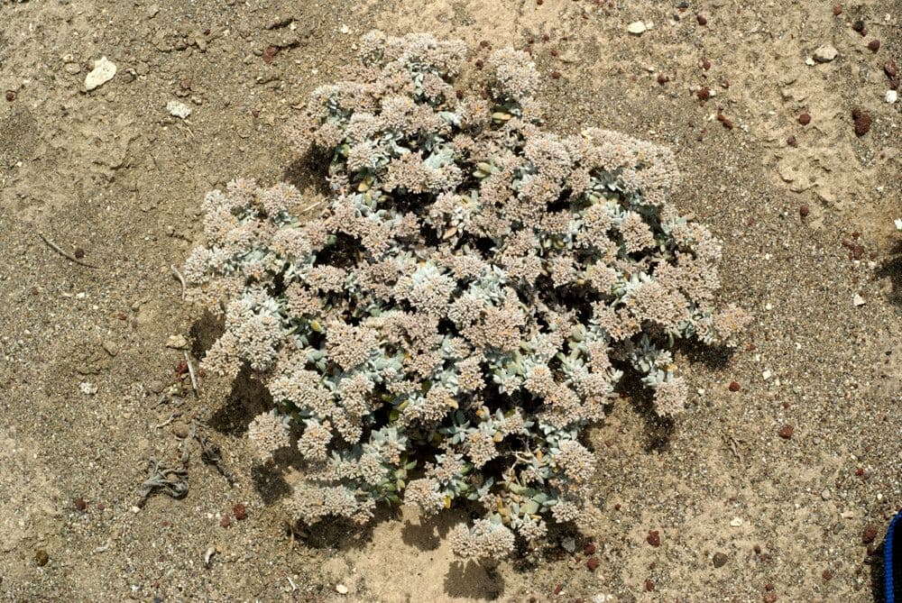Polycarpaea 4