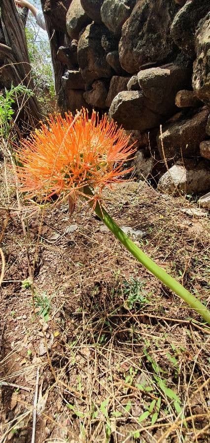 Scadoxus 11