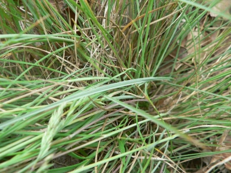 Festuca marginata 16