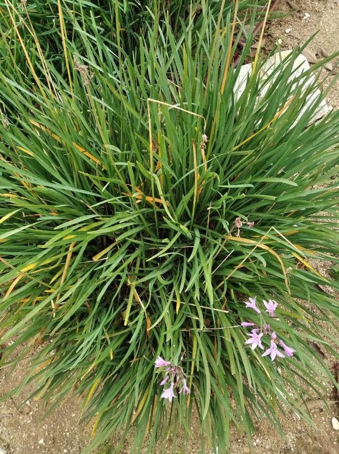 Tulbaghia 20