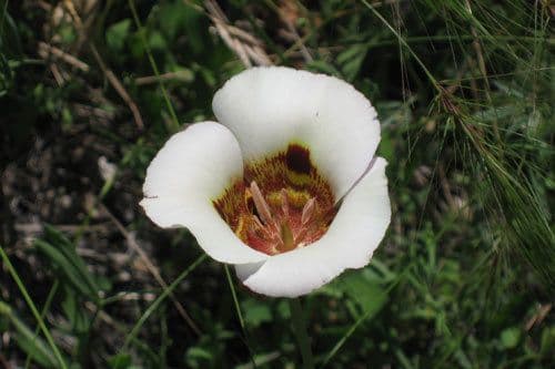 Kalochortus