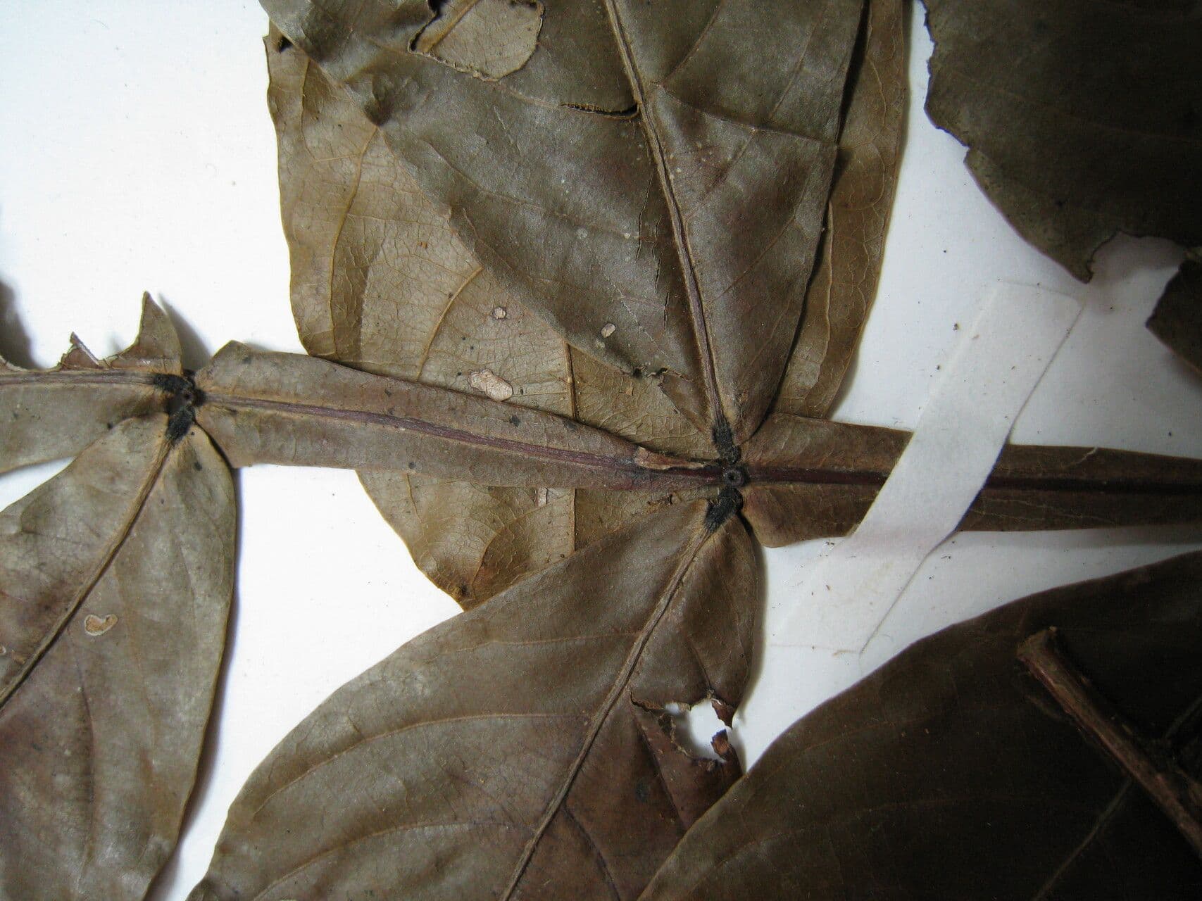 Inga 8