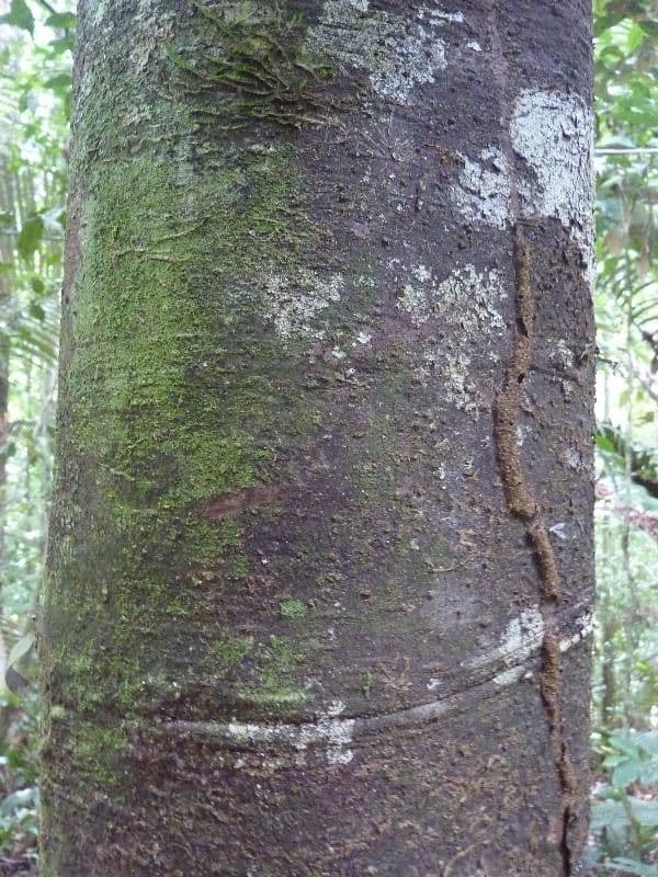 Rhodostemonodaphne 4