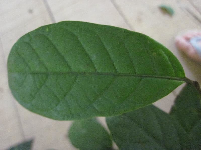 Unonopsis 9