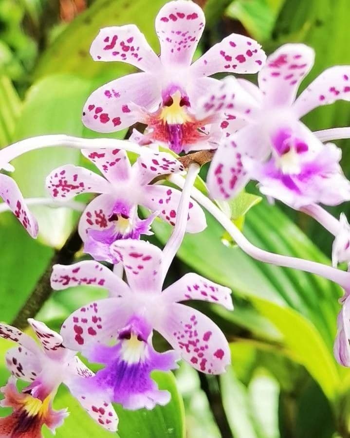 Epidendrum z Atacazo 3