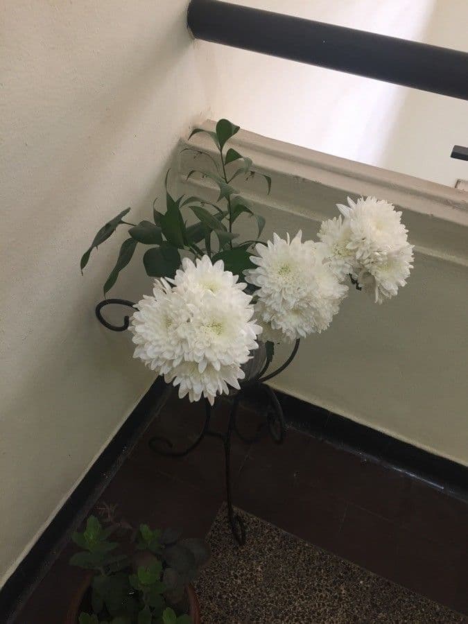 Callistephus chinensis 29