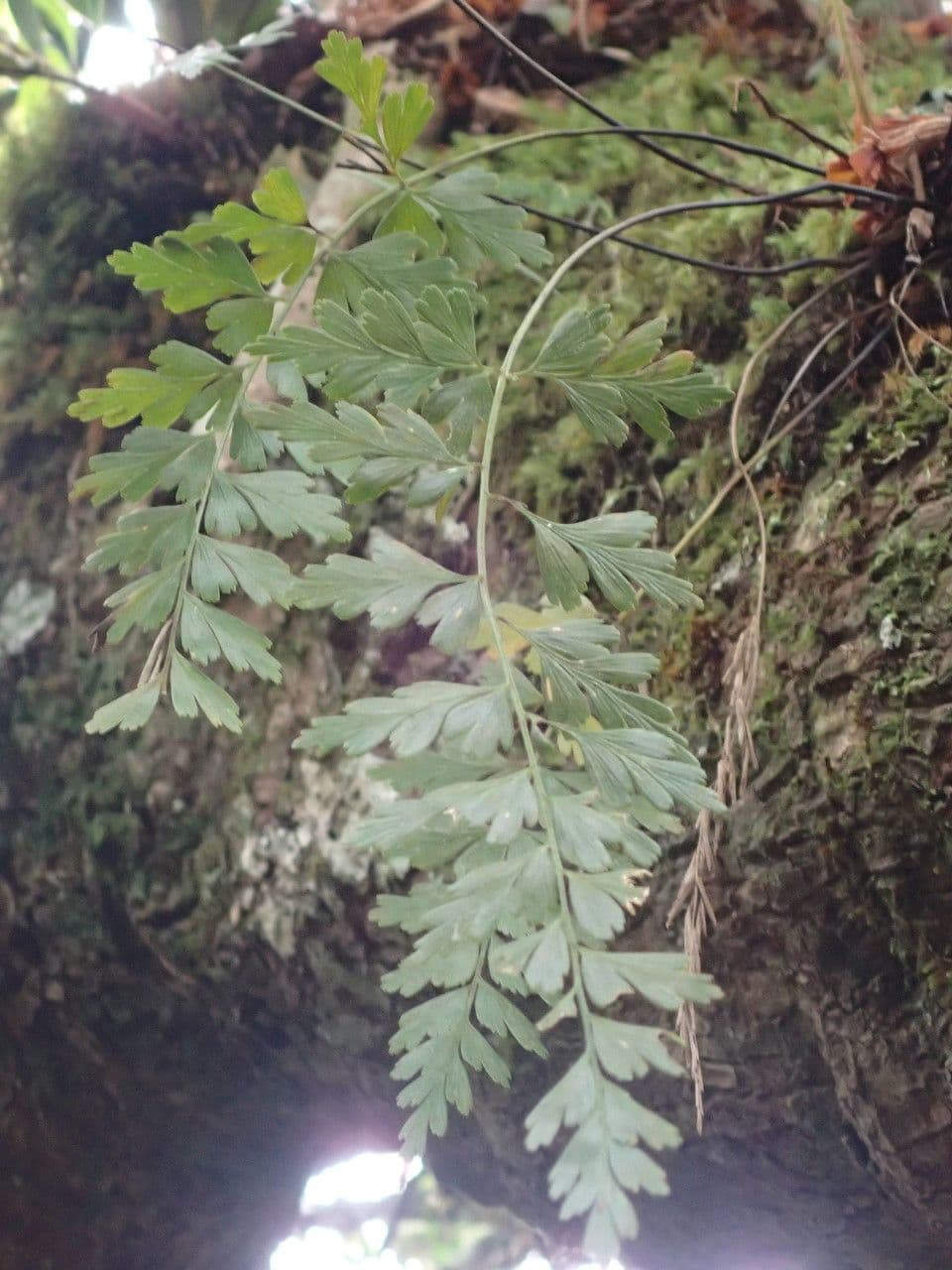 Asplénium d'Éthiopie 8