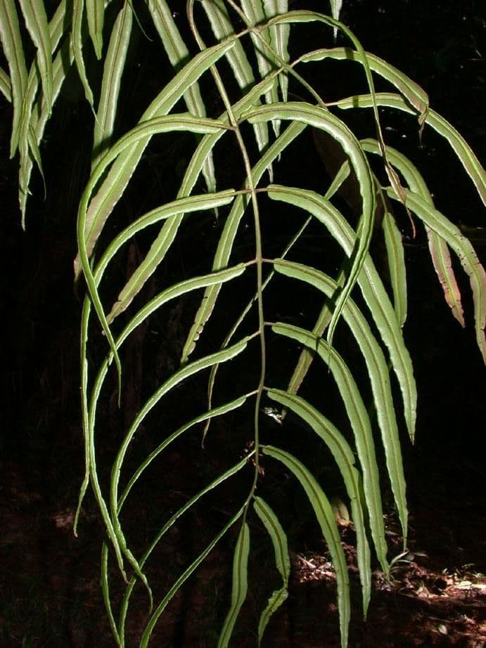 Salpichlaena 11