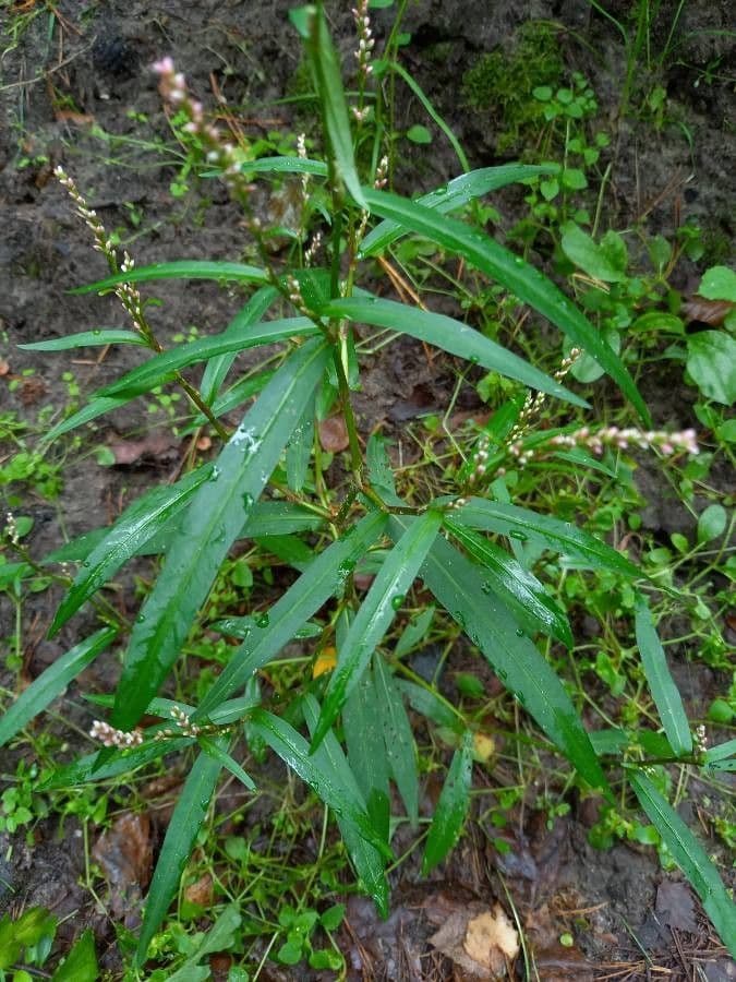 Poligono minore 13
