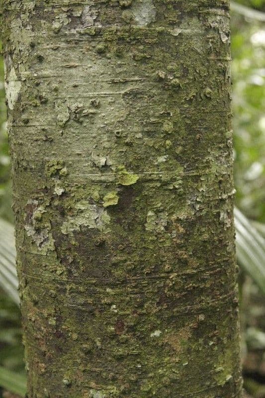 Ocotea