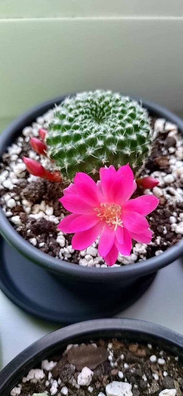 Cactus corona di fuoco 3