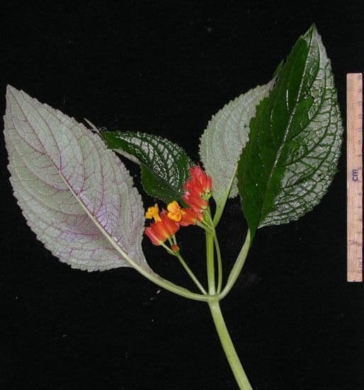 Chrysothemis pulchella 22