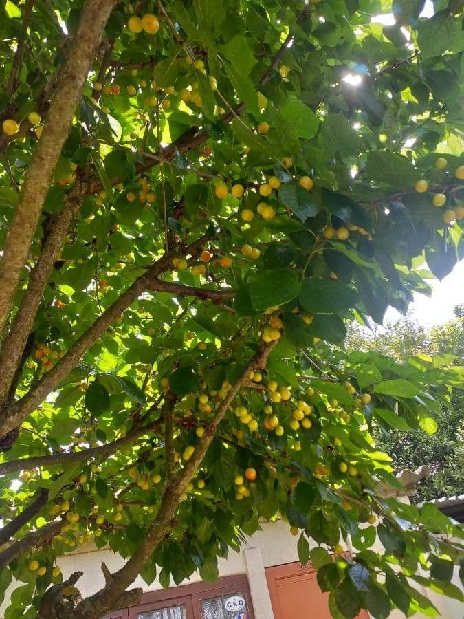 Mamey 28