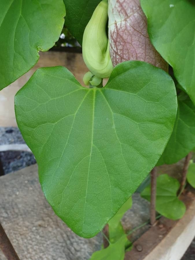 Aristolochia 15