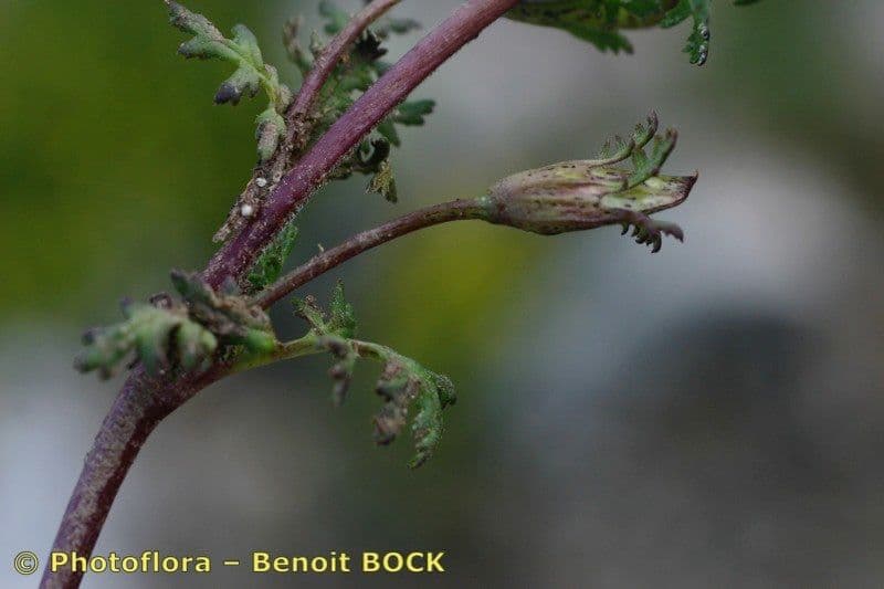 Pedicularis kerneri 19