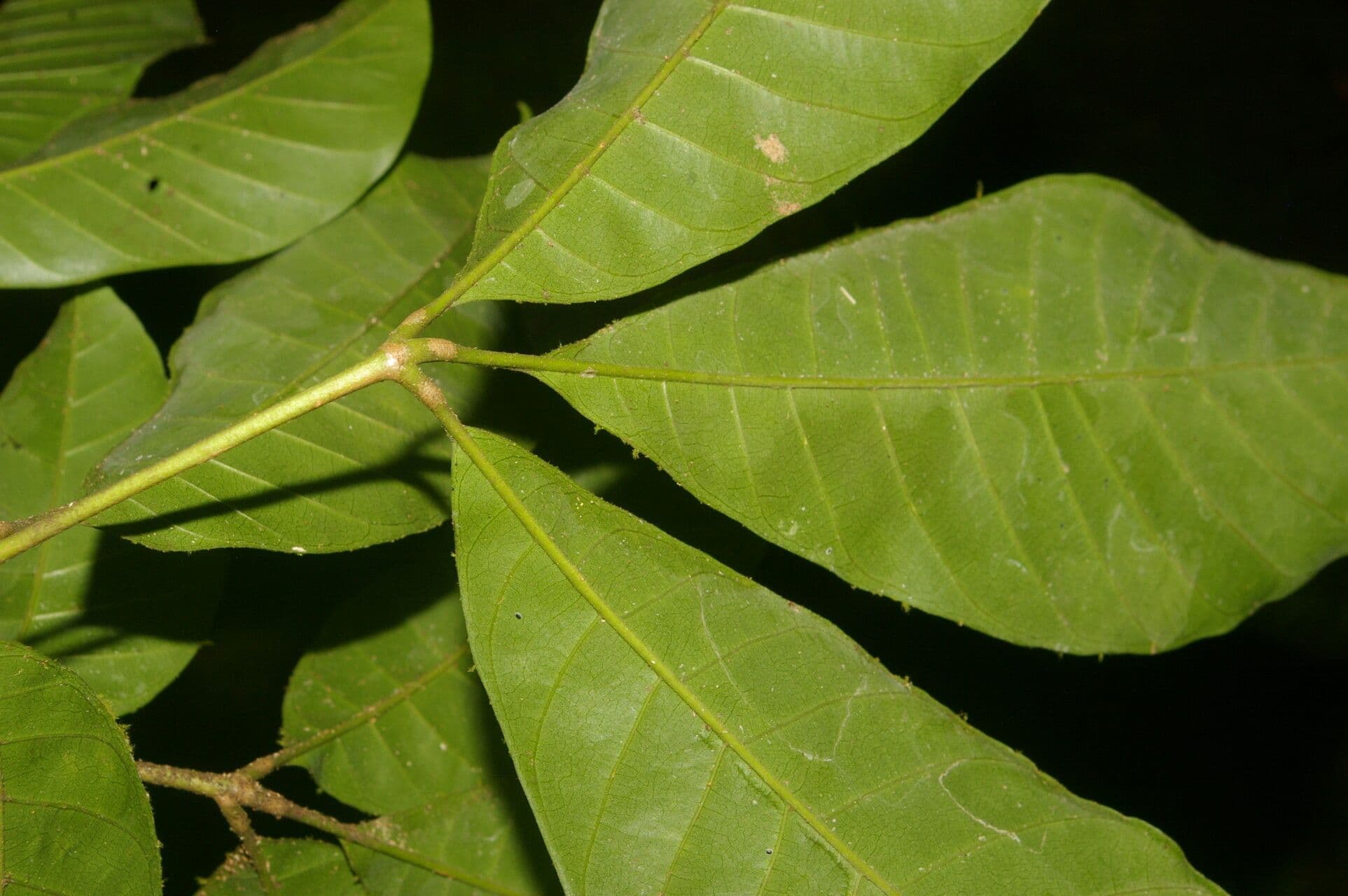 Trichilia 13