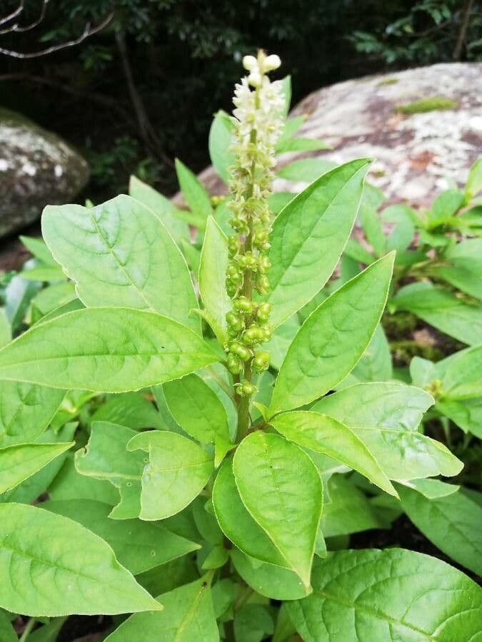 Phytolacca octandra 9
