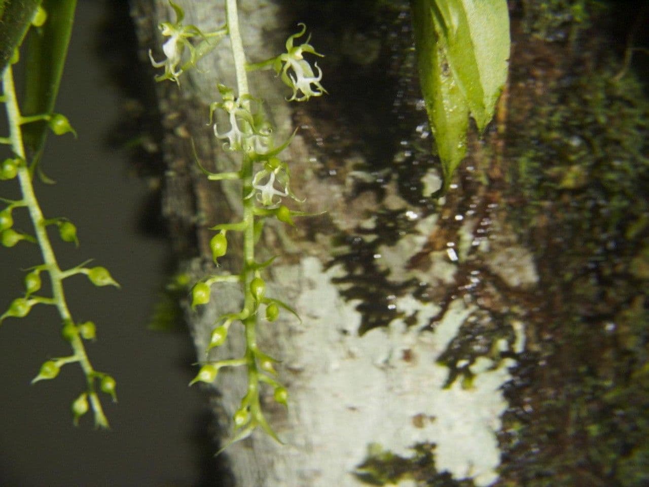 Cryptarrhena guatemalská 9