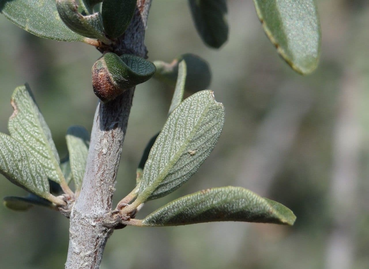 Ceanothus 21