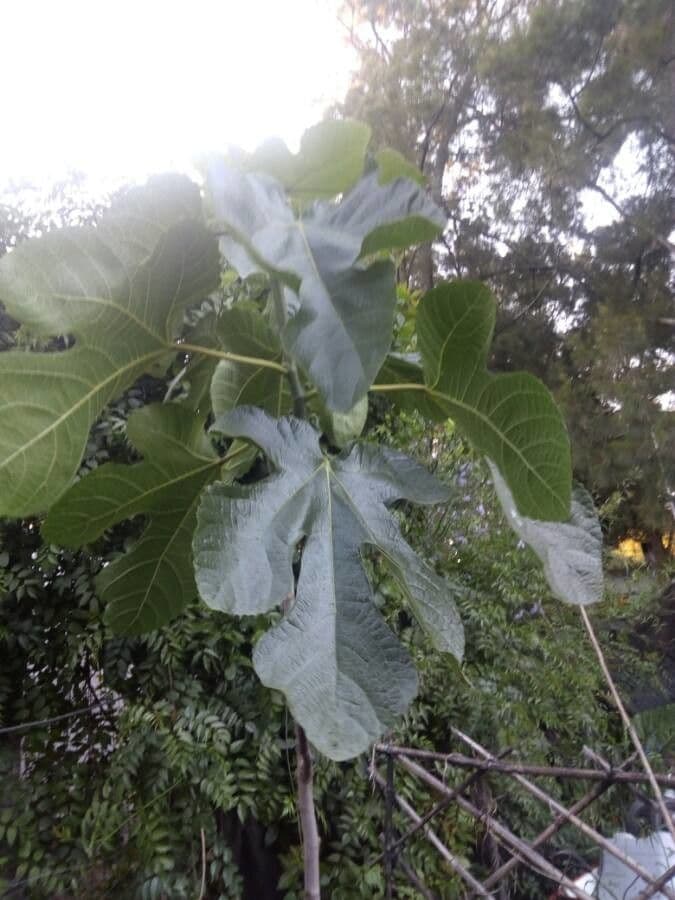 Rabarbaro da giardino 15