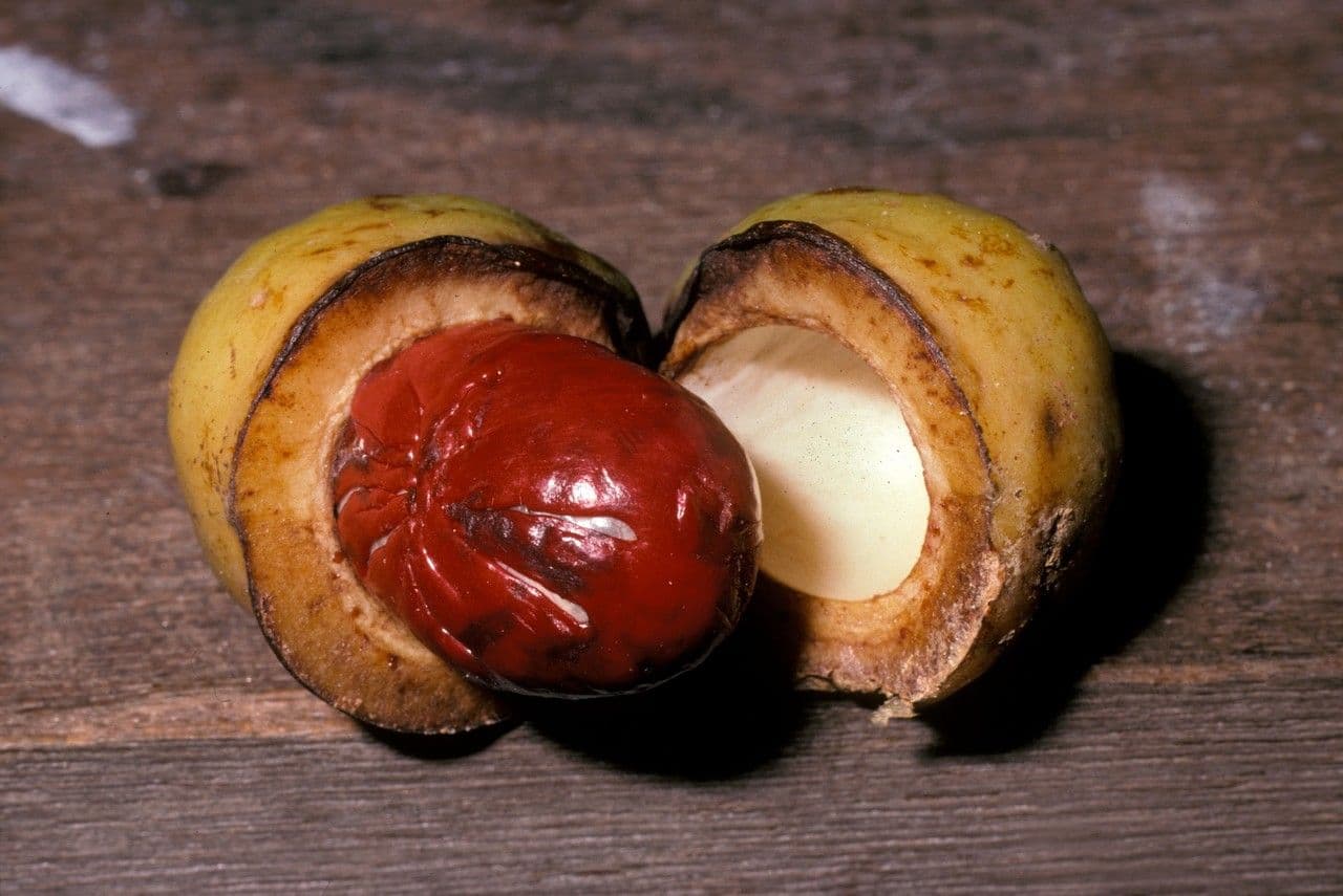 Iryanthera 2