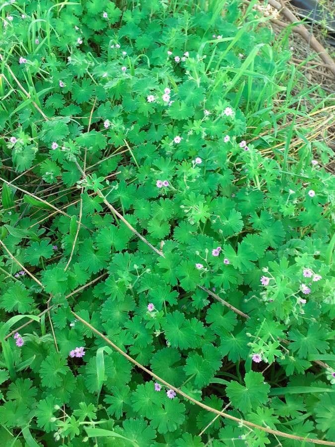 Weicher Storchschnabel 14