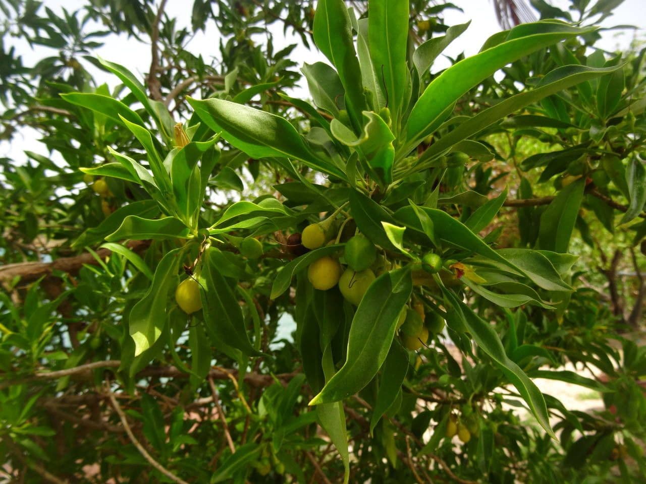 Bontia 9