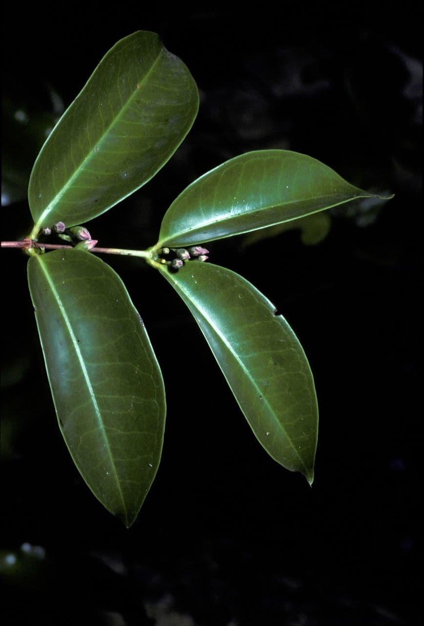 Mouriri de Guyane 3