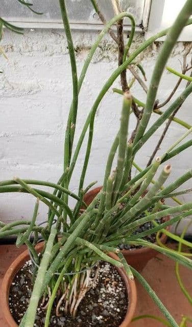 Euphorbia antisyphilitica 5
