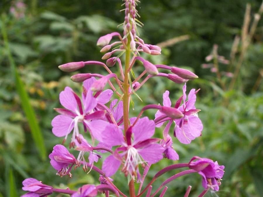 Schmalblättriges Weidenröschen 7