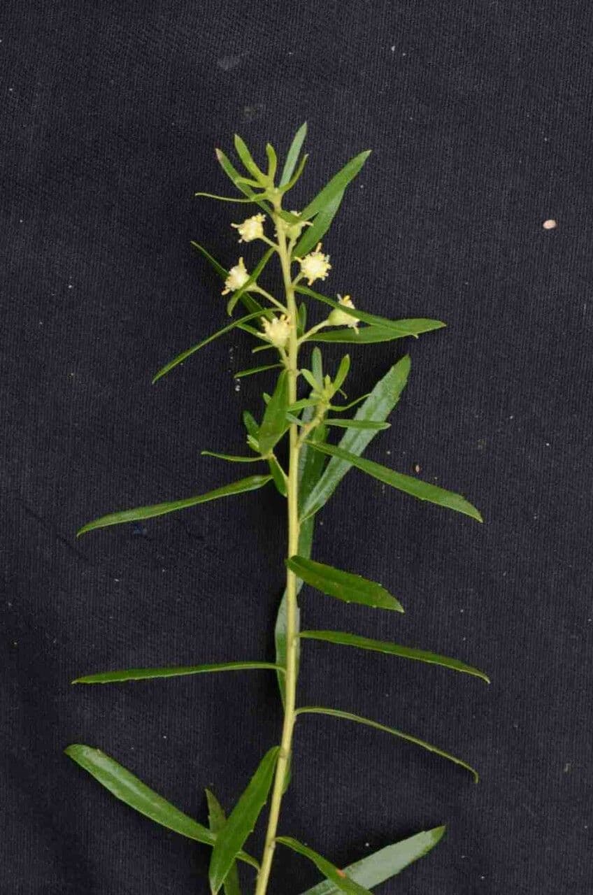 Baccharis dracunculifolia 20
