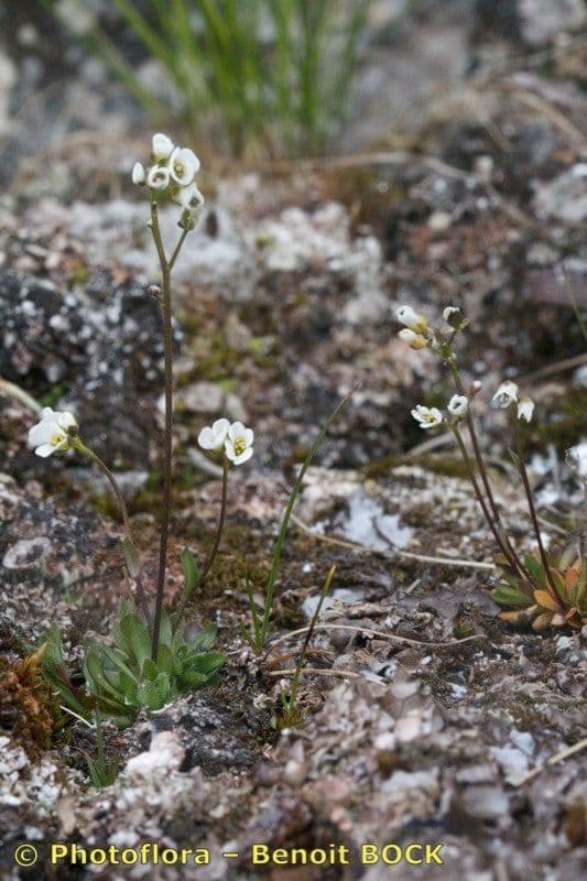 Draba di Fladnitz